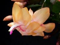 Thumbnail of 2019_Schlumbergera Hybride Sophia_20171106_04(1).JPG